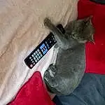 Chat, Textile, Sleeve, Comfort, Grey, Carnivore, Felidae, Moustaches, Small To Medium-sized Cats, Domestic Short-haired Cat, Gadget, Poil, Wrist, Queue, Linens, Communication Device, Cable