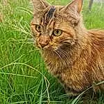 Chat, Plante, Carnivore, Felidae, Small To Medium-sized Cats, Herbe, Faon, Moustaches, Terrestrial Animal, Arbre, Ciel, Museau, Grassland, Domestic Short-haired Cat, Poil, Queue, Lynx, Poales, Sedge Family