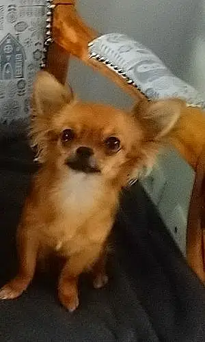 Nom Chihuahua Chien Lol