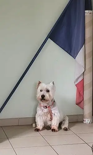 West Highland White Terrier Chien Fripouille