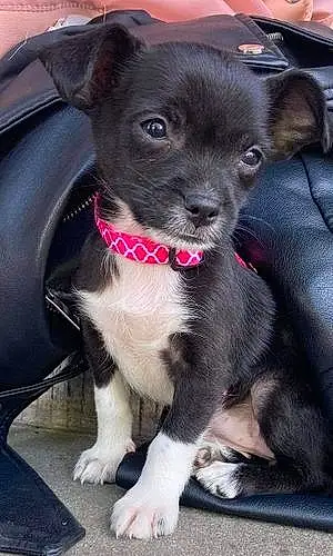 Nom Chihuahua Chien Lexa