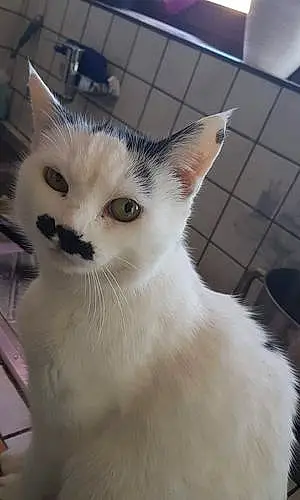 Prénom Chat Moustache