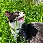 Chat, Plante, Carnivore, Herbe, Race de chien, Felidae, Faon, Moustaches, Small To Medium-sized Cats, Groundcover, Collar, Museau, Queue, BÃ¢illement, Terrestrial Animal, Grassland, Domestic Short-haired Cat, Poil