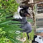 Plante, Felidae, Moustaches, Carnivore, Terrestrial Plant, Faon, Small To Medium-sized Cats, Race de chien, Herbe, Mesh, Beak, Queue, Poil, Animal Shelter, Arecales, Flowering Plant, Wire Fencing, Evergreen, Conifer, Canidae