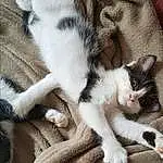 Chat, Felidae, Comfort, Carnivore, Textile, Small To Medium-sized Cats, Grey, Moustaches, Museau, Queue, Patte, Poil, Domestic Short-haired Cat, Griffe, Human Leg, Sieste, Sleep, Foot