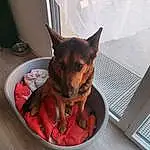 Chien, Race de chien, Carnivore, Comfort, Faon, Dog Supply, Chien de compagnie, Toy Dog, Dog Bed, Museau, Pinscher, Chihuahua, Pražský Krysařík, Pet Supply, Moustaches, Patte, Input Device, Poil, Canidae, Working Animal