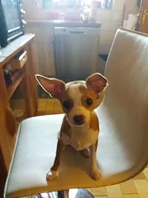 Nom Chihuahua Chien Layka