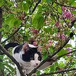 Chat, Fleur, Plante, Botany, Branch, Twig, Felidae, Arbre, Carnivore, Small To Medium-sized Cats, Woody Plant, Moustaches, Groundcover, Flowering Plant, Trunk, Herbe, Queue, Domestic Short-haired Cat, Blossom, Petal