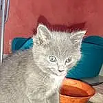 Chat, Felidae, Carnivore, Bleu russe, Small To Medium-sized Cats, Grey, Moustaches, FenÃªtre, Queue, Museau, Cat Supply, Domestic Short-haired Cat, Poil, Patte, Calabaza, Griffe, Chair, Tableware, Chartreux, Gourd