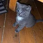 Chat, Felidae, Bois, Carnivore, Small To Medium-sized Cats, Grey, Moustaches, Faon, Bleu russe, Hardwood, Wood Stain, Queue, Laminate Flooring, Tableware, Wood Flooring, Poil, Domestic Short-haired Cat, Electric Blue