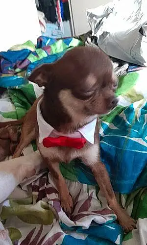 Chihuahua Chien Star