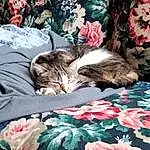 Chat, Felidae, Carnivore, Textile, Comfort, Plante, Rose, Small To Medium-sized Cats, Petal, Fleur, Moustaches, Pattern, Linens, Bedding, Poil, Bed Sheet, Domestic Short-haired Cat, Room, Magenta