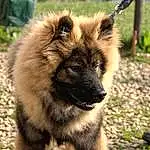 Chien, Race de chien, Carnivore, Iris, Chien de compagnie, Terrestrial Animal, Faon, Museau, Herbe, Working Animal, Poil, Canidae, Spitz moyen, Moustaches, Working Dog, Canis, Ancient Dog Breeds, Non-sporting Group