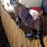 Chat, Bois, Carnivore, Felidae, Moustaches, Small To Medium-sized Cats, Museau, Hardwood, Queue, Terrestrial Animal, Herbe, Domestic Short-haired Cat, Poil, Patte, Griffe, Couch, Wood Stain