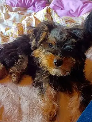 Yorkshire Terrier Chien Miracle