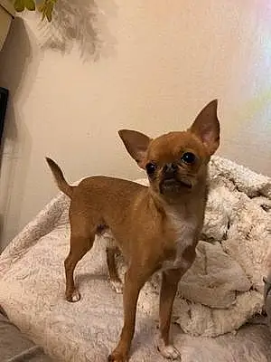 Chihuahua Chien Phénix