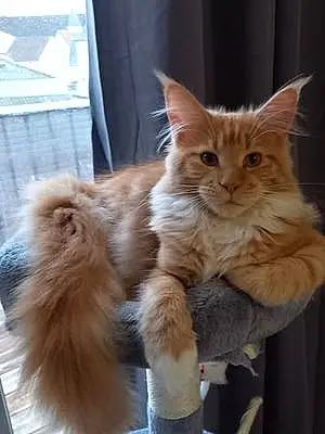 Nom Maine Coon Chat Foxy
