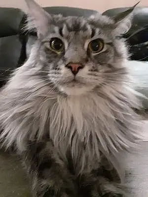 Nom Maine Coon Chat Cooky