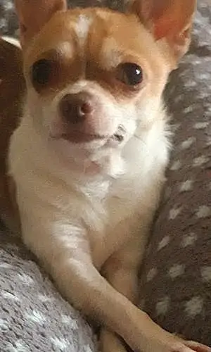 Nom Chihuahua Chien Drogo