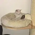 Chat, Small To Medium-sized Cats, Felidae, Cat Bed, Carnivore, Moustaches, Meubles, Comfort, Chatons