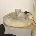 Chat, Small To Medium-sized Cats, Felidae, Cat Bed, Carnivore, Chatons, Comfort, Queue, Cat Supply, Faon, Meubles, Pet Supply, Dog Bed