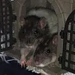 Rat, Mouse, Chinchilla, Muroidea, Hamster, Muridae, Rodent, Pest, Degu, Dormouse, Gerbil, Museau, Moustaches, Iris, Marsupial, Animal Shelter, Poil, Faon