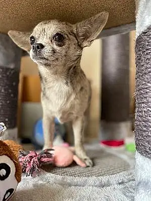 Nom Chihuahua Chien Boo
