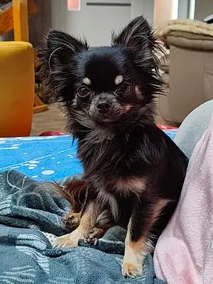 Chihuahua Chien Oreo