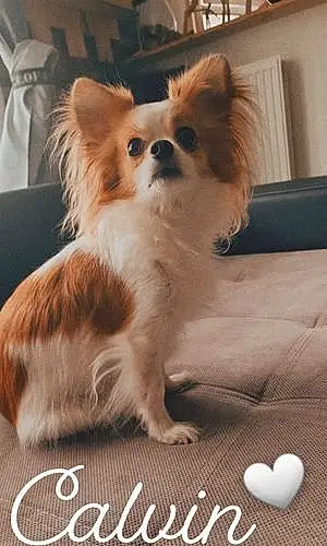 Nom Chihuahua Chien Calvin