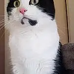 Chat, Yeux, Felidae, Carnivore, Moustaches, Small To Medium-sized Cats, Museau, Queue, Poil, Domestic Short-haired Cat, Assis, Patte, Terrestrial Animal
