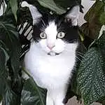 Chat, Plante, Carnivore, Felidae, Small To Medium-sized Cats, Iris, Moustaches, Museau, Arbre, Queue, Terrestrial Plant, Poil, Domestic Short-haired Cat, Herbe, Herb, Table, Flowering Plant, Terrestrial Animal