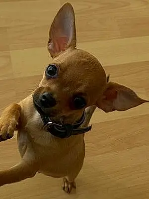 Nom Chihuahua Chien Flash