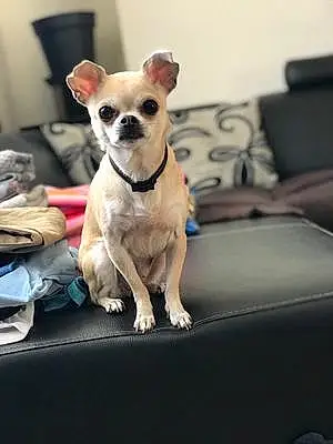 Nom Chihuahua Chien Jenny