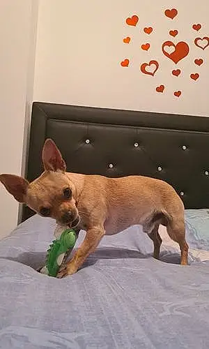 Chihuahua Chien Piro