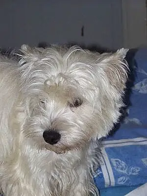 Nom West Highland White Terrier Chien Indi