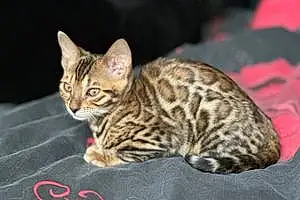 Bengal Chat Umy