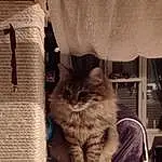 Chat, Felidae, Carnivore, Bois, Fenêtre, Moustaches, Small To Medium-sized Cats, Faon, Chair, Comfort, Queue, Shelf, Storage Basket, Poil, Domestic Short-haired Cat, Curtain, Basket, Assis, Cardboard, Box