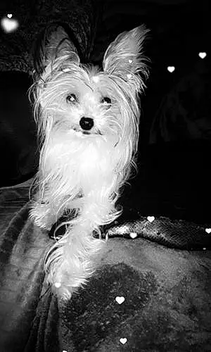 Yorkshire Terrier Chien O'Neill