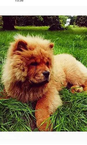 Nom Chow Chow Chien Loky