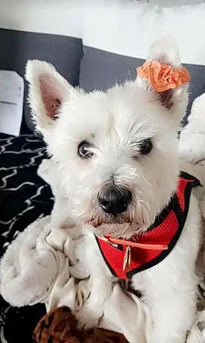Nom West Highland White Terrier Chien Enzo