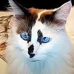 Head, Chat, Yeux, Felidae, Carnivore, Small To Medium-sized Cats, Moustaches, Faon, Museau, Close-up, Poil, Electric Blue, Queue, Terrestrial Animal