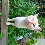 Chat, Plante, Felidae, Botany, Carnivore, Small To Medium-sized Cats, Bois, Moustaches, Faon, Herbe, Museau, Queue, Arbre, Poil, Domestic Short-haired Cat, Patte, Garden, Herb, Plant Stem, Flowering Plant