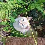 Yeux, Natural Environment, Botany, Branch, Terrestrial Plant, Iris, Christmas Ornament, Twig, Herbe, Moustaches, Felidae, Faon, Small To Medium-sized Cats, Chat, Bois, Museau, Queue, Poil, Arbre