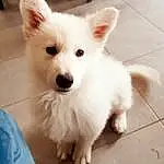Chien, Yeux, Carnivore, Race de chien, Faon, Chien de compagnie, Moustaches, Working Animal, Museau, Tile Flooring, Spitz, Canidae, Poil, Volpino Italiano, Toy Dog, Samoyed, Non-sporting Group, Happy