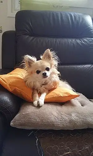 Nom Chihuahua Chien Baya