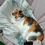 Chat, Comfort, Felidae, Carnivore, Small To Medium-sized Cats, Moustaches, Linens, Cat Supply, Queue, Herbe, Poil, Domestic Short-haired Cat, Pet Supply, Patte, Assis, Sieste