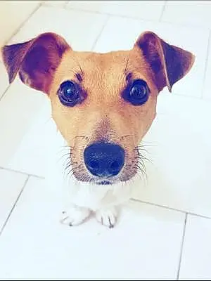 Jack Russell Chien Vegas