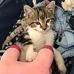 Hand, Chat, Felidae, Small To Medium-sized Cats, Carnivore, Comfort, Moustaches, Finger, Faon, Lap, Museau, Patte, Griffe, Domestic Short-haired Cat, Poil, Human Leg, Nail, Foot, Assis, Thigh