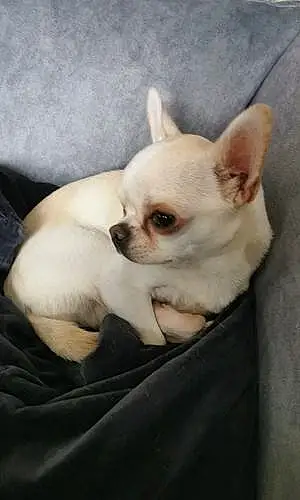 Nom Chihuahua Chien Guizmo