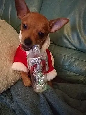 Nom Chihuahua Chien Guss